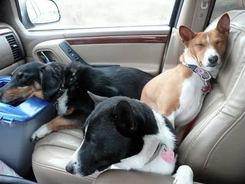 dogs in car